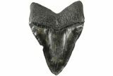 Fossil Megalodon Tooth - South Carolina #183613-1